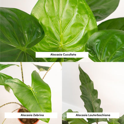 Alocasia Zebrina + Alocasia Cucullata + Alocasia Lauterbachiana