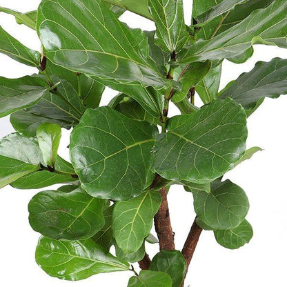 Ficus Lyrata vertakt
