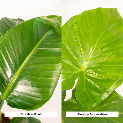 Strelitzia Nicolai + Alocasia Macrorrhiza + Mand Selin