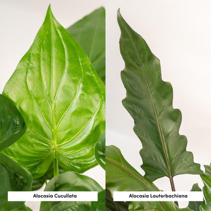 Alocasia Cucullata + Alocasia Lauterbachiana + Mand Selin