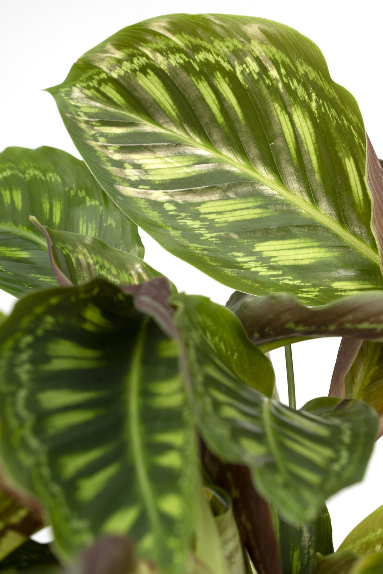 Calathea Flamestar