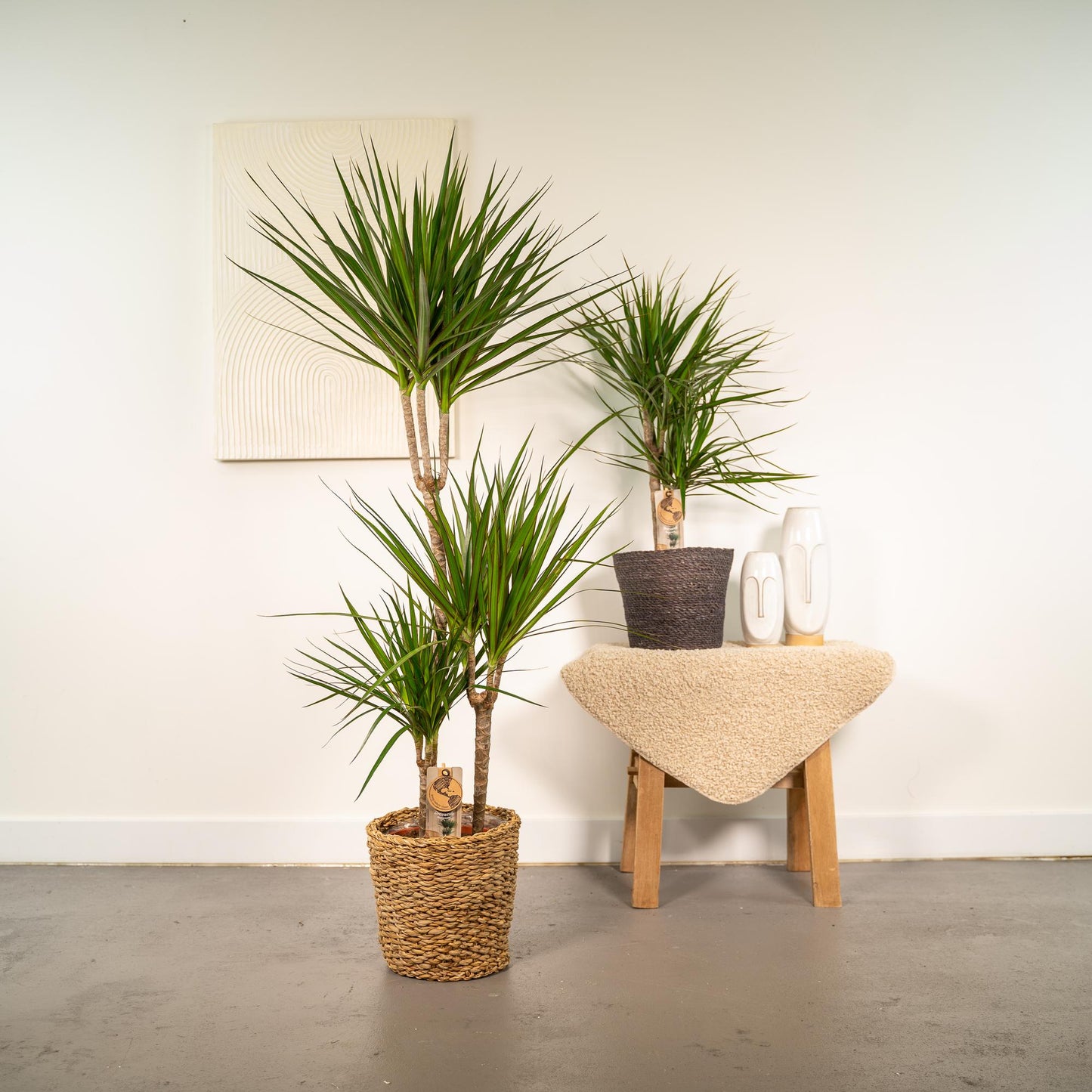 Dracaena Duo