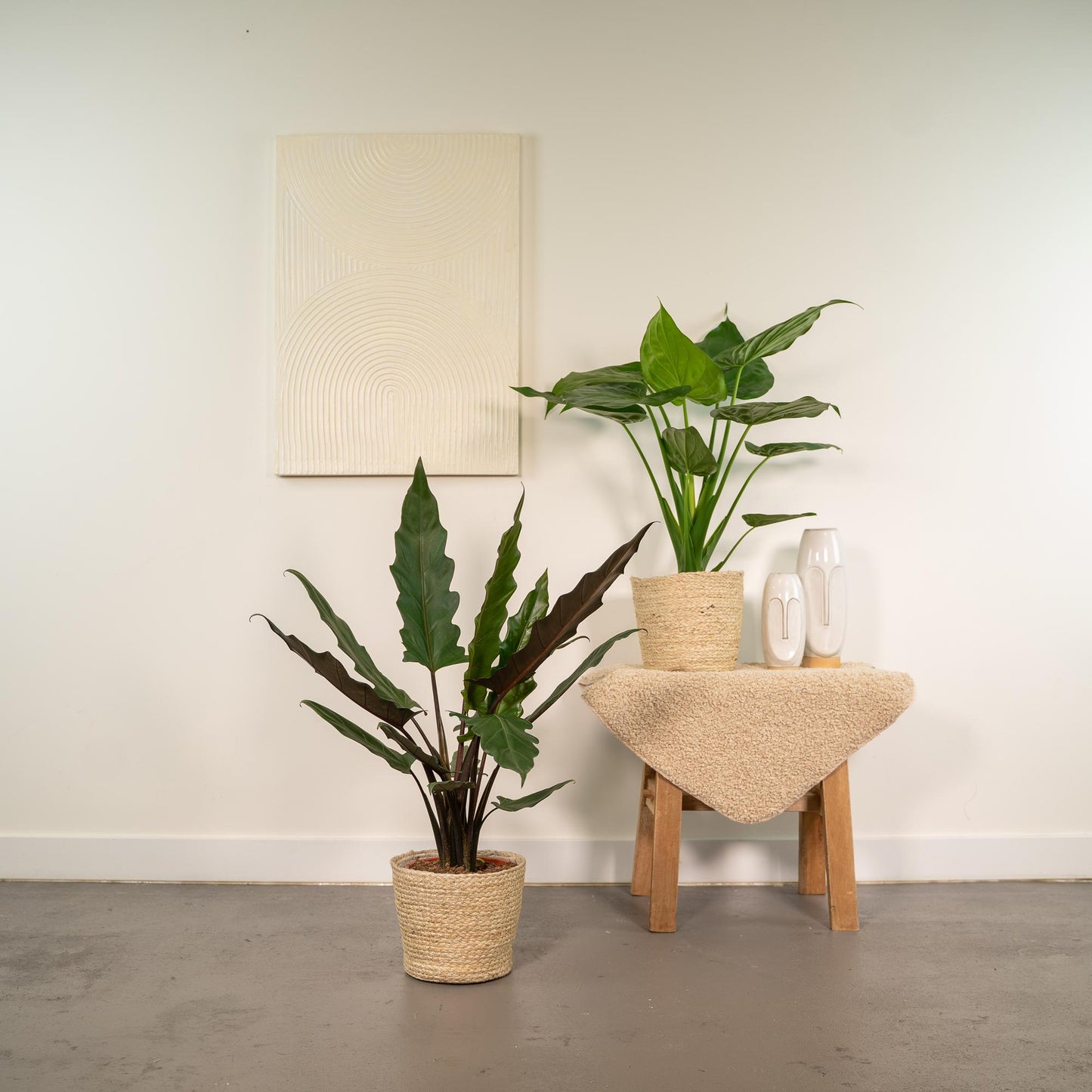 Alocasia Cucullata + Alocasia Lauterbachiana + Mand Selin