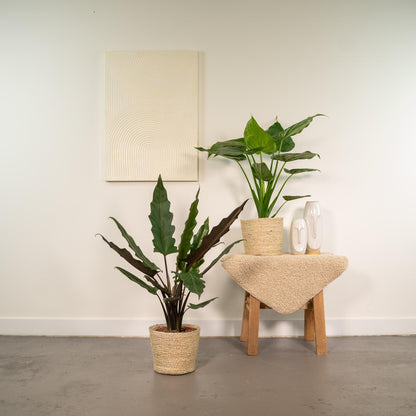 Alocasia Cucullata + Alocasia Lauterbachiana + Mand Selin