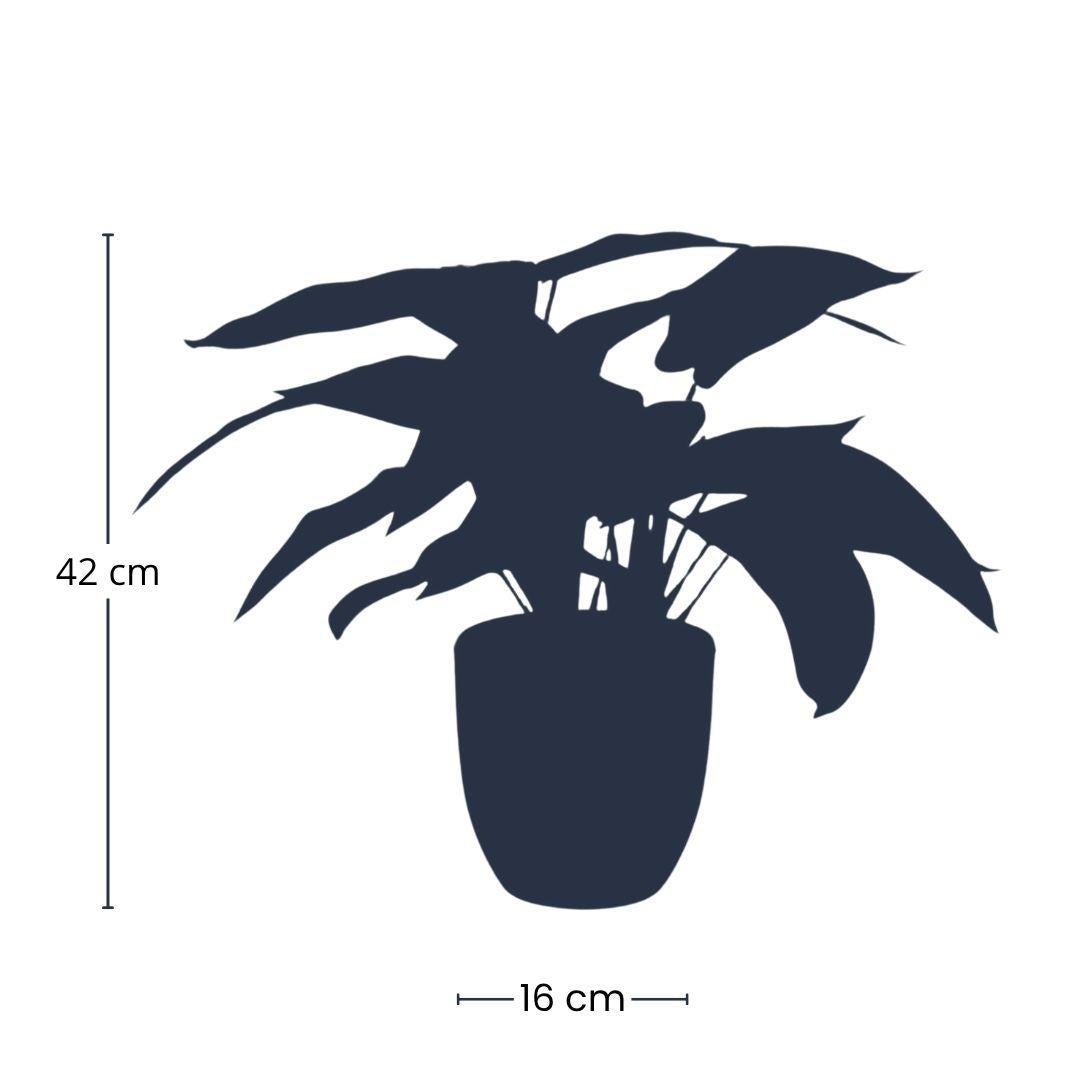 Kunstplant  Calathea Zebrina + Zwarte Pot