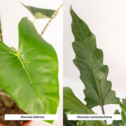 Alocasia Zebrina + Alocasia Lauterbachiana