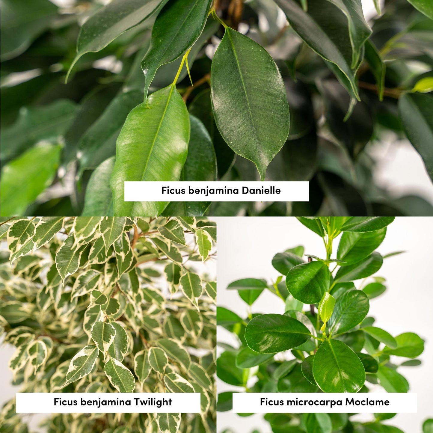 Ficus Benjamina Danielle + Ficus Benjamina Twilight + Ficus Microcarpa Moclame + Mand Selin