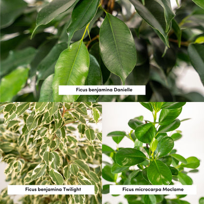 Ficus Benjamina Danielle + Ficus Benjamina Twilight + Ficus Microcarpa Moclame + Mand Selin