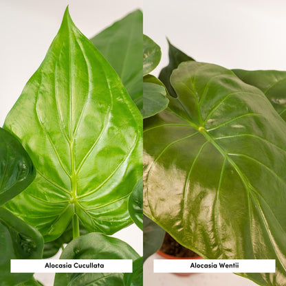 Alocasia Cucullata & Alocasia Wentii + Mand Selin