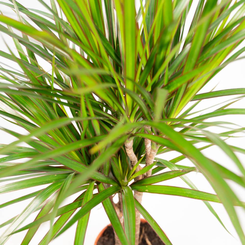 Dracaena Duo
