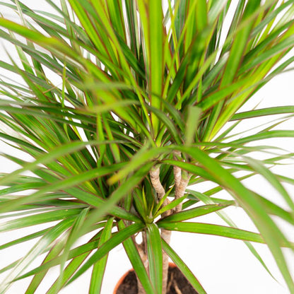 Dracaena Duo
